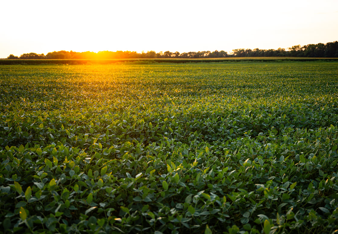 20260801_Soybean_field_jlm