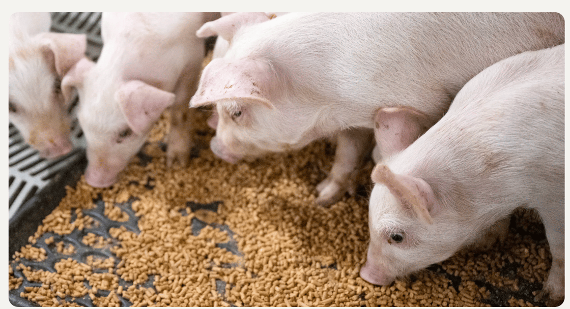 Commercial research and a new Soy Checkoffâ„ tool show how more soybean meal in pig diets can help protect summer carcass weights.